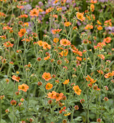 Geum coccineum 'Borisii' - Nagelkruid