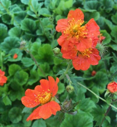 BIO Geum coccineum 'Borisii' - Nagelkruid