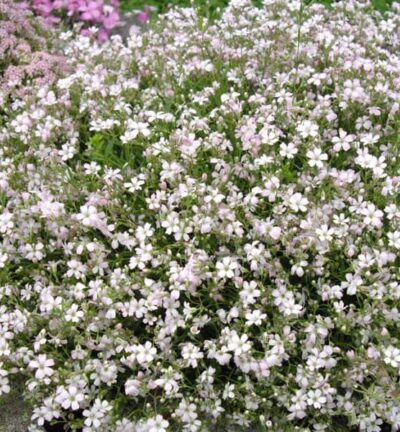 Gypsophila repens 'Alba' - Kruipend Gipskruid