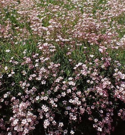 Gypsophila repens 'Rosea' - Kruipend Gipskruid