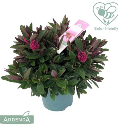 Hebe Addenda 'Eva' - Struikveronica