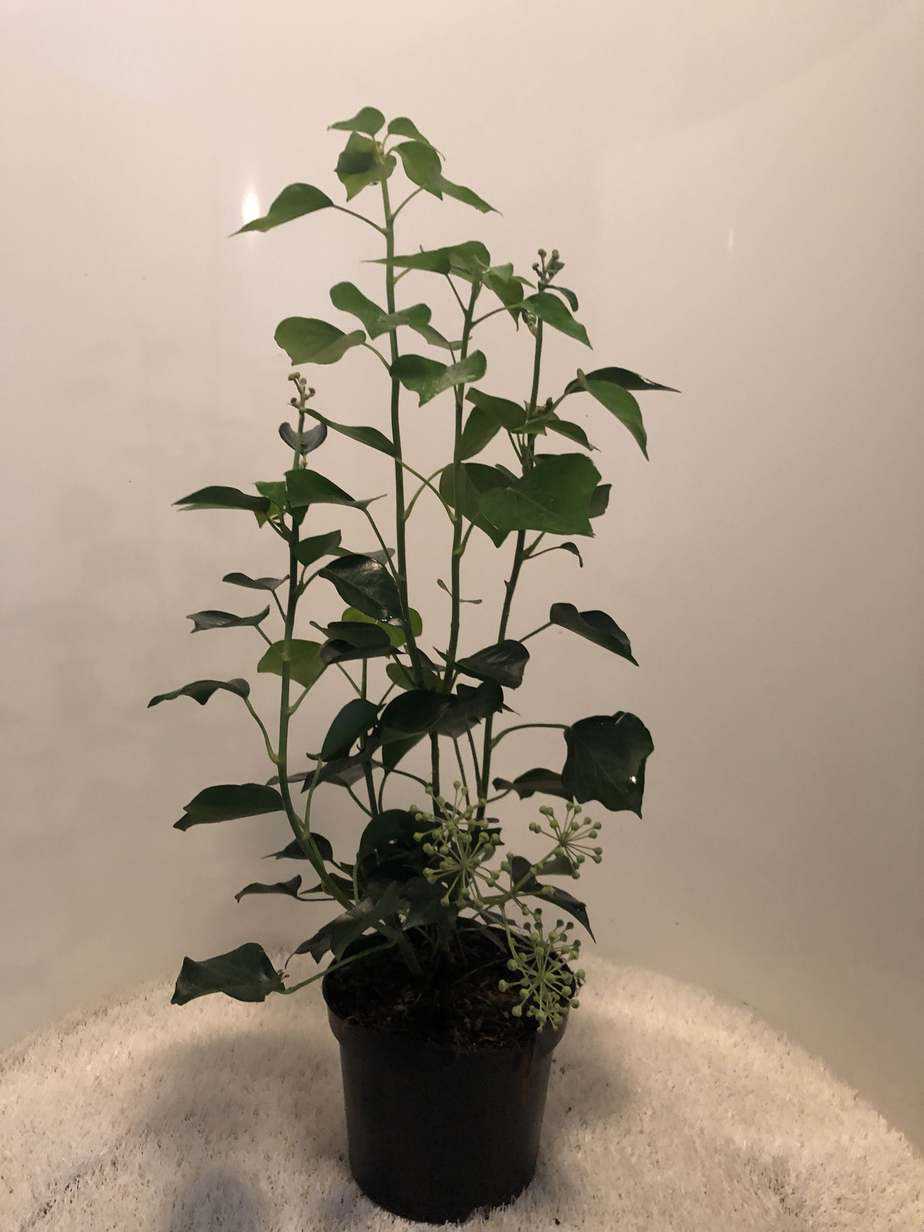 Hedera helix 'Arborescens' - Strauch-Efeu Online Kaufen - PlantBezorgd
