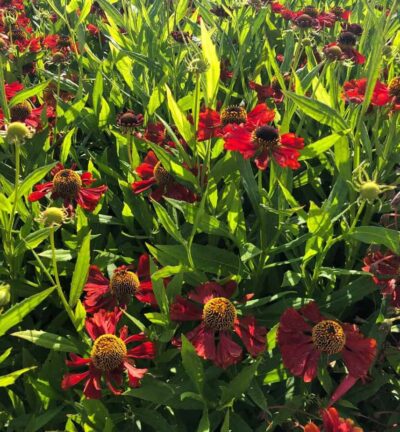 Helenium 'Rubinzwerg' - Zonnekruid