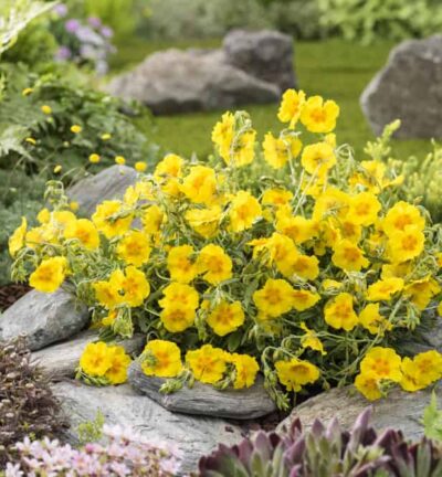 Helianthemum 'Golden Queen' - Zonneroosje