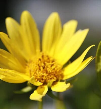 Helianthus 'Lemon Queen' - Zonnebloem