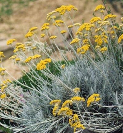 Helichrysum Italicum - Kerrieplant