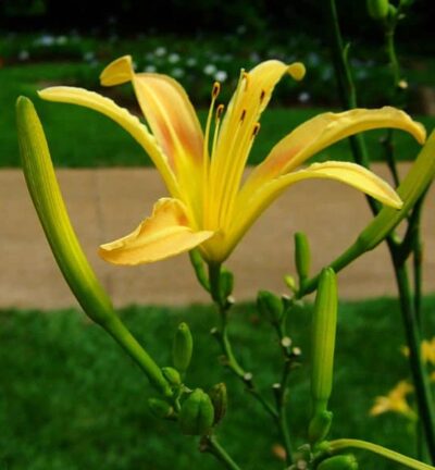 Hemerocallis 'Altissima' - Daglelie