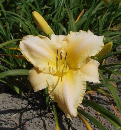 Hemerocallis 'Artic Snow' - Daglelie