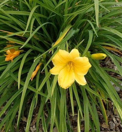 Hemerocallis 'Stella de Oro'  -  Daglelie