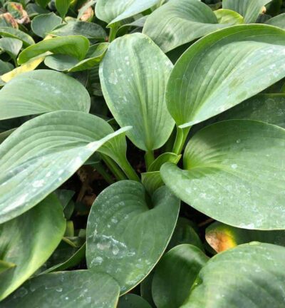 Hosta sieboldiana 'Elegans' - Hartlelie