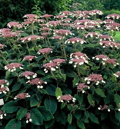 Hydrangea aspera 'Macrophylla' - Fluweelhortensia