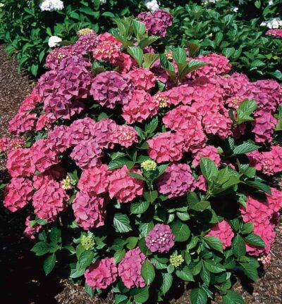 Hydrangea macrophylla 'Alpenglühen' - Hortensie