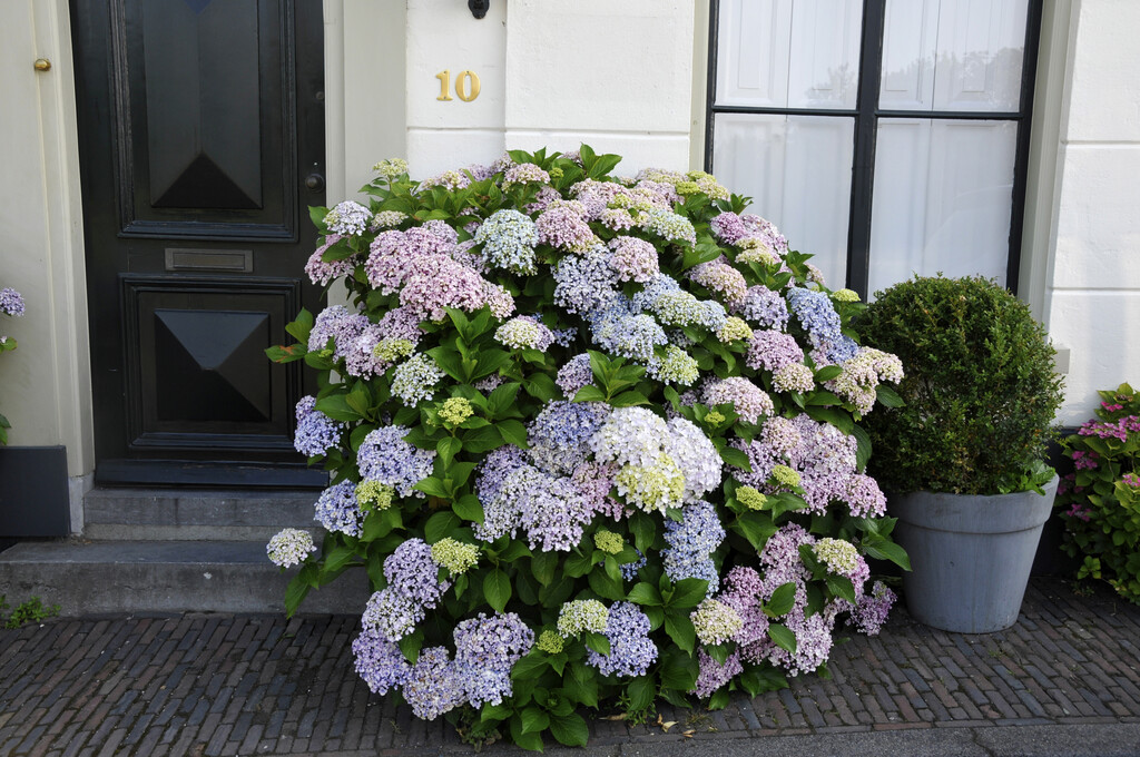 Hydrangea macrophylla 'Ayesha' - Hortensia Online Kopen - PlantBezorgd