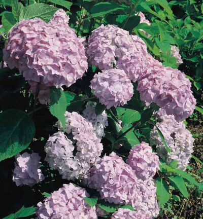 Hydrangea macrophylla 'Bouquet Rose' - Hortensie