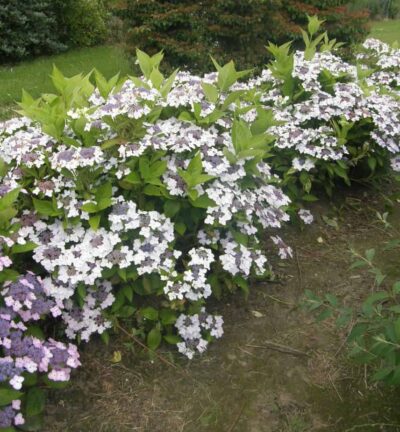 Hortensie macrophylla 'CLOUDi' - Hortensie