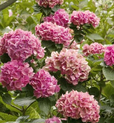 Hydrangea macrophylla 'Glowing Embers' - Hortensia