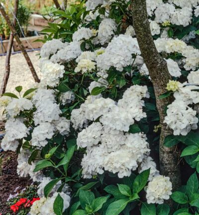 Hydrangea macrophylla 'Madame Emile Mouillère' - Hortensia