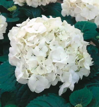 Hydrangea macrophylla 'Soeur Therese' - Hortensia