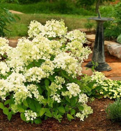 Hydrangea paniculata 'Bombshell' - Hortensia