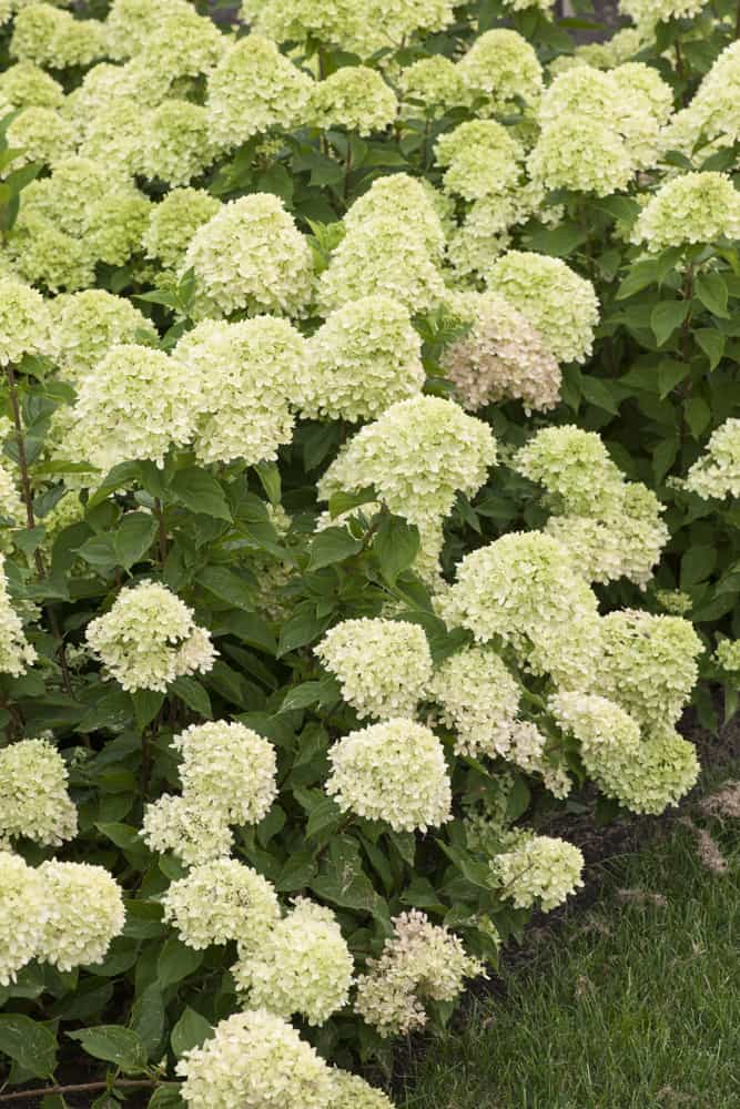 Hydrangea Paniculata 'Little Lime' - Hortensia - Plantbezorgd