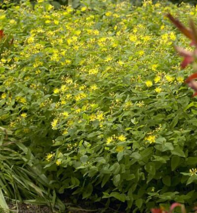 Hypericum calycinum - Herbstheu