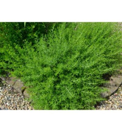 Hyssopus Officinalis - Hysop