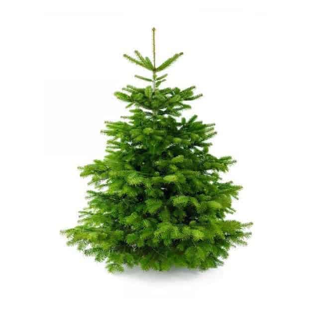 blik elektrode Mortal Premium Nordmann Kerstboom (zonder kluit) - PlantBezorgd