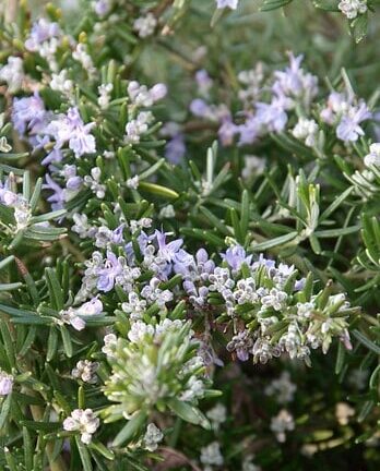 Rosmarinus officinalis 'Capri' - Kruip Rozemarijn