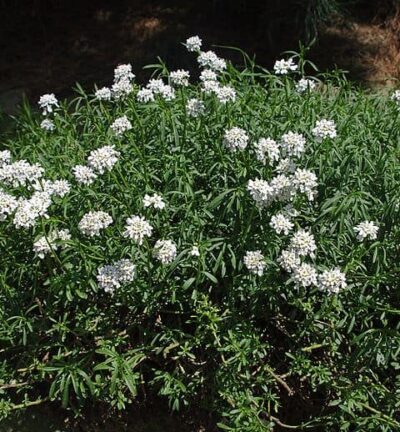 Iberis Sempervirens - Spieße