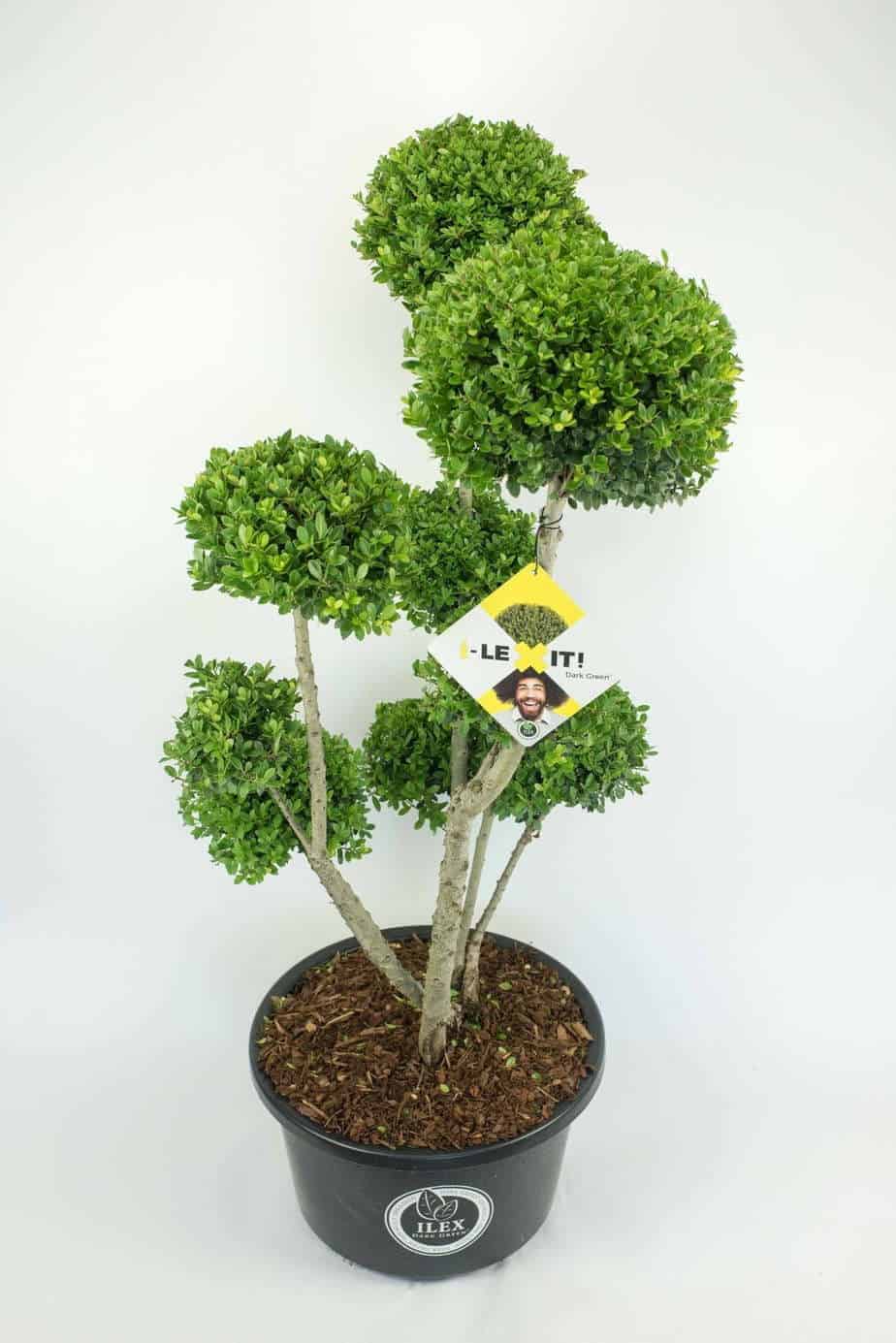 Ilex crenata Dark Green Bonsai - Japanse Hulst hoogte 80-100cm -  PlantBezorgd