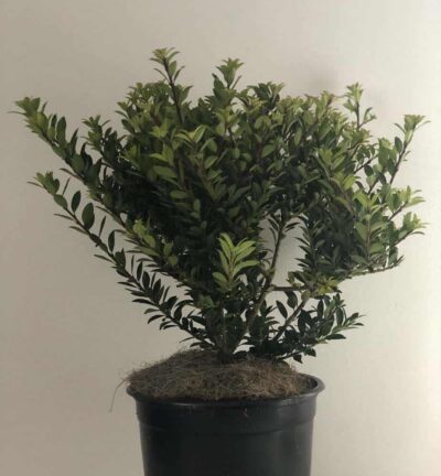 Ilex crenata ‘Jelena’ (Twiggy) - Hulst