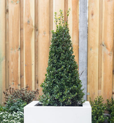 Ilex crenata Dark Green Kegel - Japanse Hulst