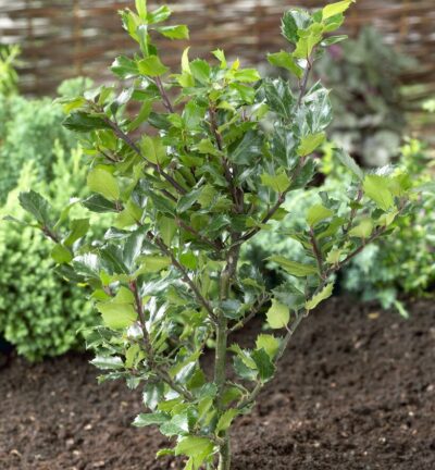 Ilex meserveae 'Blue Prince' - Blauwe hulst