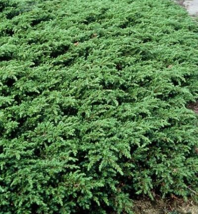 Juniperus communis 'Repanda' - Jeneverbes
