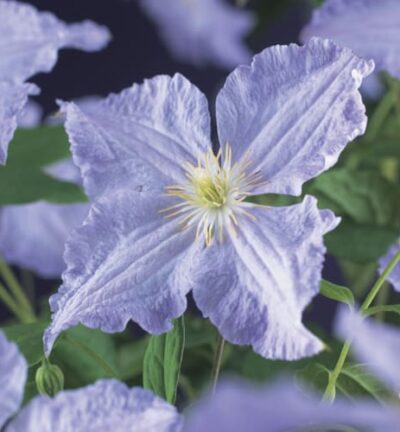 Clematis ´Blue Angel´ (= ´Blekitny Aniol´) - Bosrank
