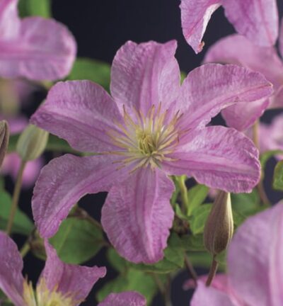 Clematis patens 'Comtesse de Bouchaud'  -  Bosrank