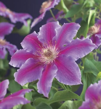 Clematis patens ´Dr Ruppel´ - Bosrank