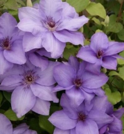 Clematis ´Esther´ - Bosrank