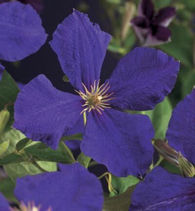 Clematis 'Jackmanii' - Bosrank