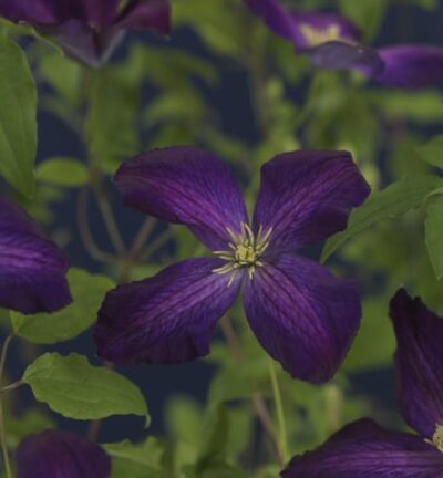 Clematis 'Jackmanii Purpurea' - Bosrank