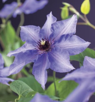 Clematis 'Königskind' - Bosrank