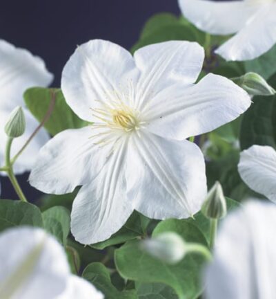 Clematis patens 'Madame le Coultre' - Bosrank