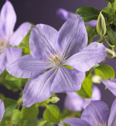Clematis 'Mrs Cholmondeley' - Bosrank