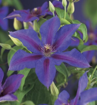 Clematis ´Mrs. N. Thompson´ - Bosrank