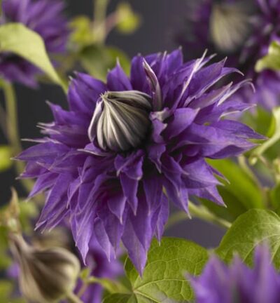 Clematis patens 'Multi Blue'  -  Bosrank