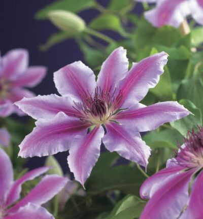 Clematis patens 'Nelly Moser'  -  Bosrank