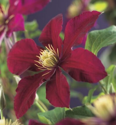 Clematis 'Niobe' - Bosrank
