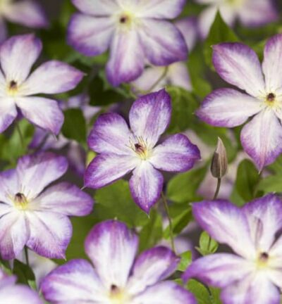 Clematis 'Pernille' - Bosrank