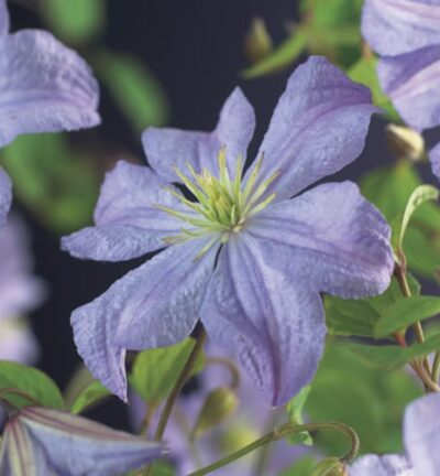 Clematis 'Prince Charles´ - Bosrank