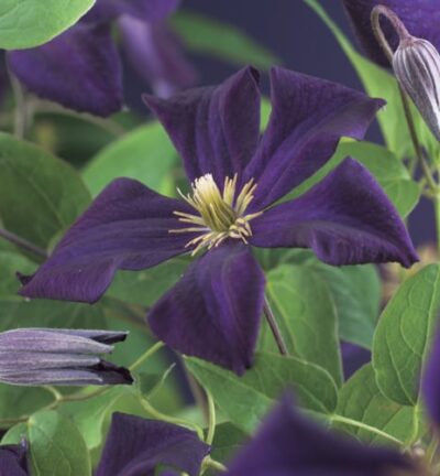 Clematis 'Romantika´ - Bosrank